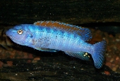 Labeotropheus Trewavasae