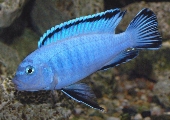 Pseudotropheus Socolofi