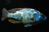 Nimbochromis Livingstonii