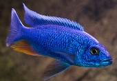 Sciaenochromis Fryeri / Ahli