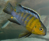 Pseudotropheus Tropheops Red Cheek