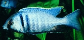 Placidochromis Electra