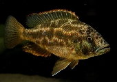 Nimbochromis Polystigma