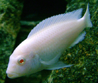 Pseudotropheus Socolofi Albino