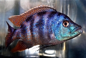 Placidochromis Milomo