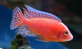 Aulonocara Firefish