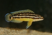 Julidochromis Ornatus