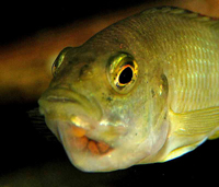 Female Cichlid with Eggs