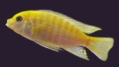 Pseudotropheus Yellow Zebra