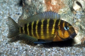 Tropheus Brichardi