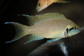 Neolamprologus Brichardi