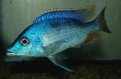 Hemitilapia Oxyrhyncha