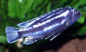 Melanochromis Perileucos