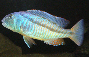 Aristochromis Christyi