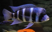 Cyphotilapia Frontosa