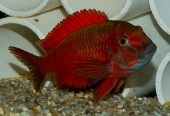 Tropheus Moorii "Firecracker"