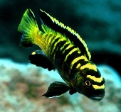 Pseudotropheus Flavus