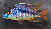 Mylochromis Lateristriga