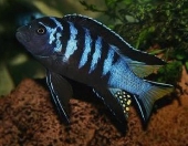 Pseudotropheus Elongatus Mpanga