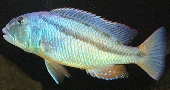 Aristochromis Christyi