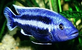 Melanochromis Chipokae