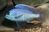 Chilotilapia Rhoadesii