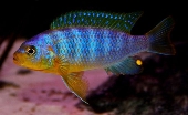 Pseudotropheus Aurora