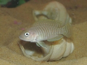 Lamprologus Multifasciatus 