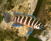 Neolamprologus Cylindricus