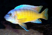 Labeotropheus Fuelleborni