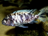 Metriaclima Zebra OB (Orange-Blotched)