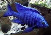 Copadichromis Azureus