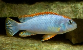 Pseudotropheus Perspicax / Orange Cap