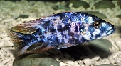 Dimidiochromis OB (Orange-Blotched)