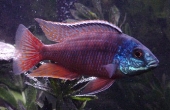 Protomelas Taeniolatus / Red Empress