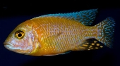 Aulonocara Tangerine