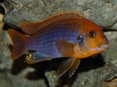 Iodotropheus Sprengerae