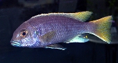 Pseudotropheus Acei