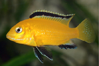 Labidochromis Caeruleus