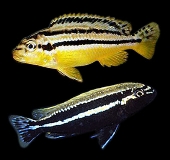 Melanochromis Auratus