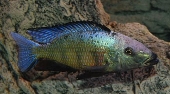 Fossorochromis Rostratus