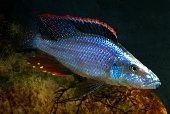 Dimidiochromis Compressiceps