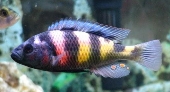 Astatotilapia Latifasciata