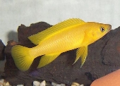 Neolamprologus Leleupi