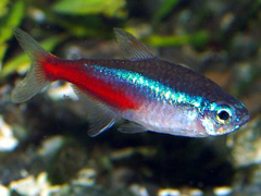 Neon Tetra