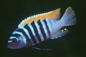 Metriaclima Emmiltos / Red Top Zebra