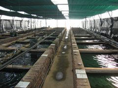 Fish Breeding Tunnel