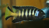 Pseudotropheus Elongatus Chailosi