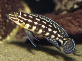 Julidochromis Marlieri