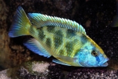 Nimbochromis Venustus